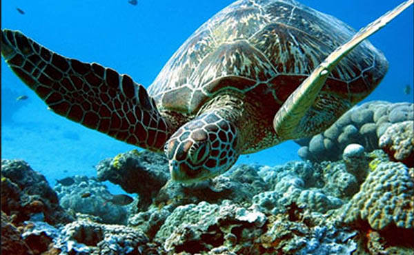 Tour Travel Pantai Kuta Lombok Trip