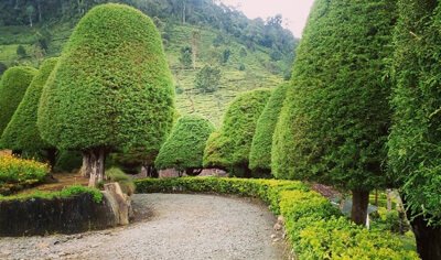 Bukit-Jamur-Ciwidey