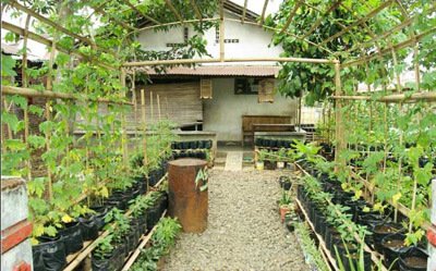 Kebun-Tanaman-Obat-Sari-Alam-Ciwidey