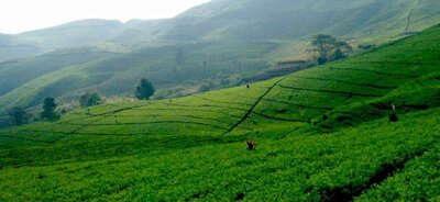 Kebun-Teh-Rancabali